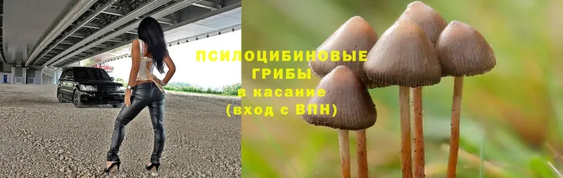 наркота  Змеиногорск  Псилоцибиновые грибы MAGIC MUSHROOMS 